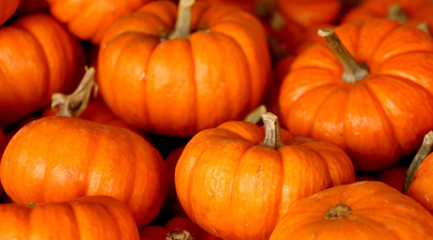 Pumpkin for canine diarrhea clearance