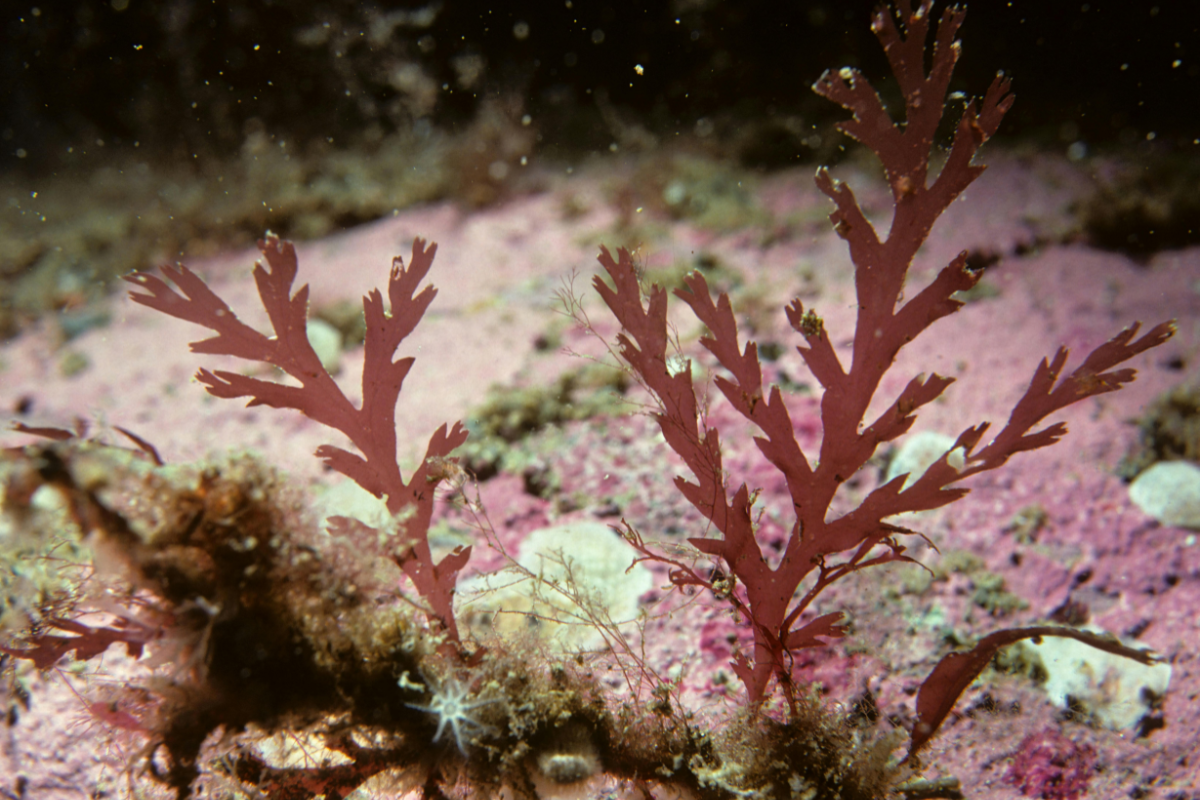 What Is Algae Calcium — and Why Does It Matter for Your Bones?