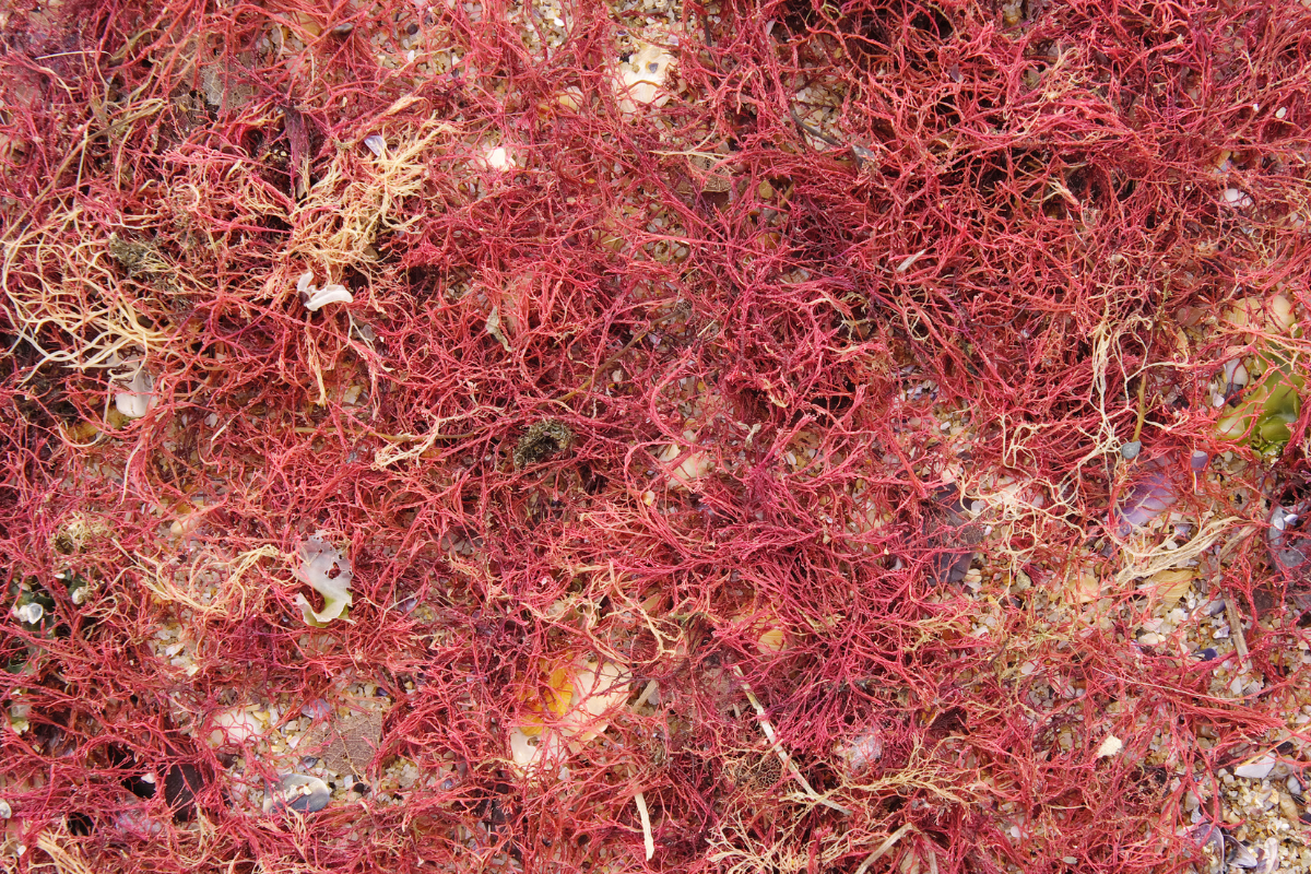 The Best Plant-Based Calcium Supplements in Canada: Why Plant-Based Is the Smarter Choice