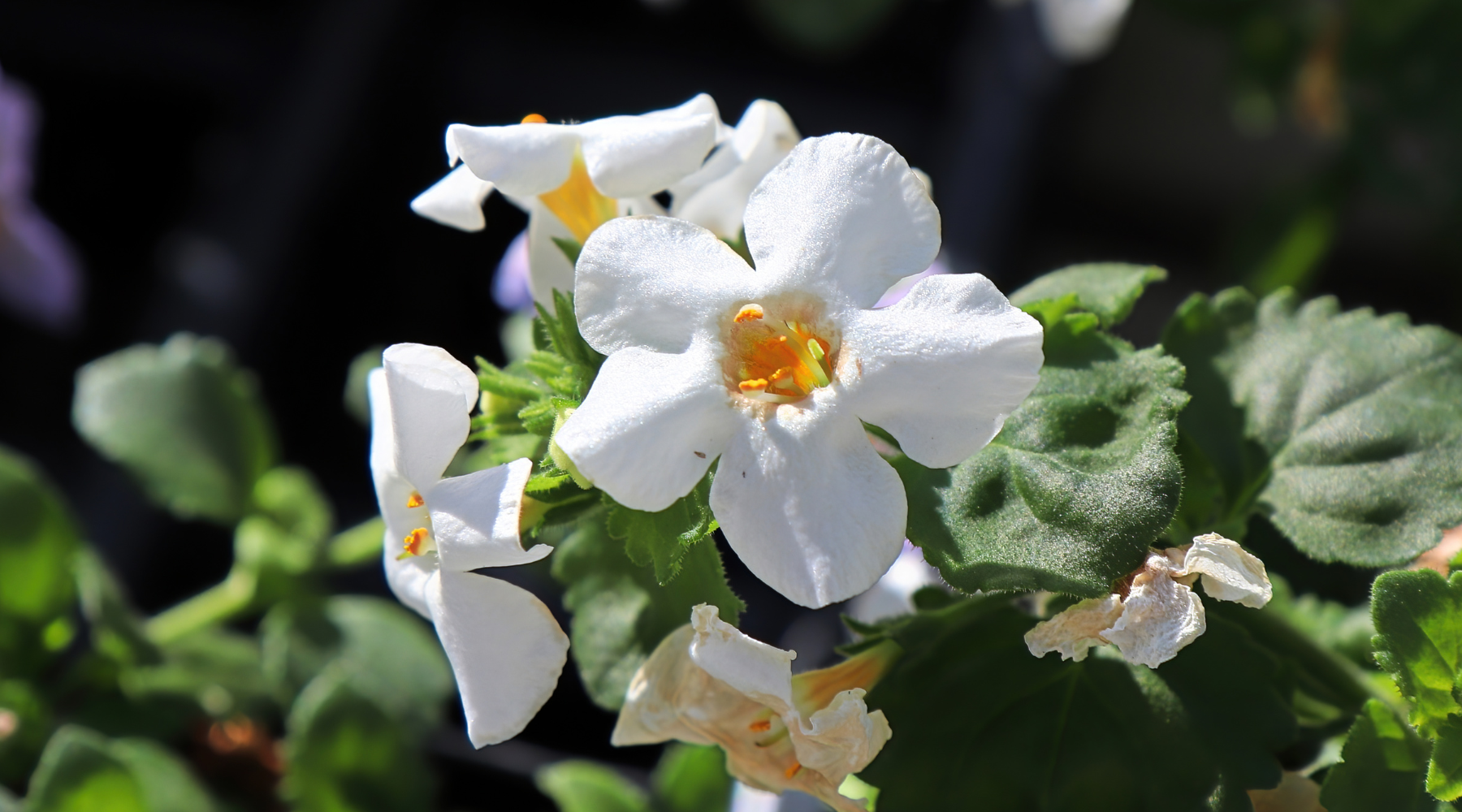 Unveiling the Superiority of Synapsa: Top 5 Reasons Why Synapsa Bacopa Supplements Excel