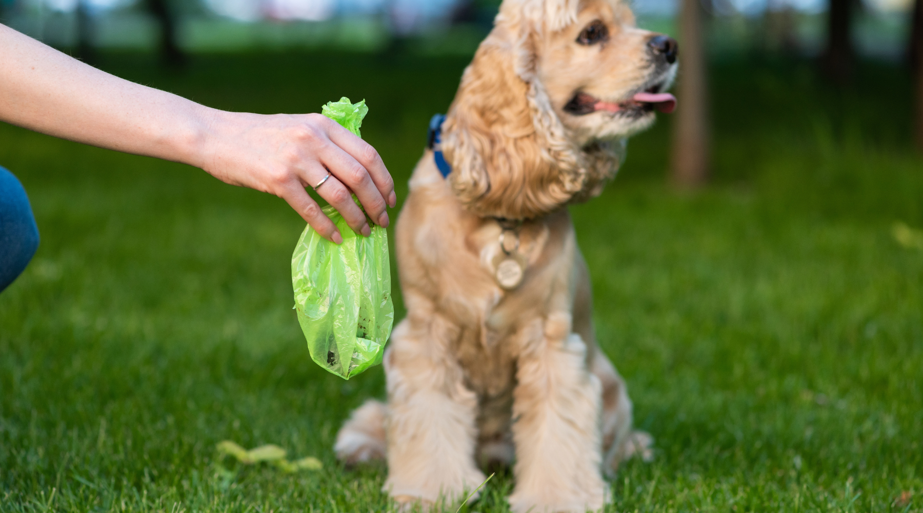 Dog Diarrhea? 7 Ways Pumpkin Powder Can Help