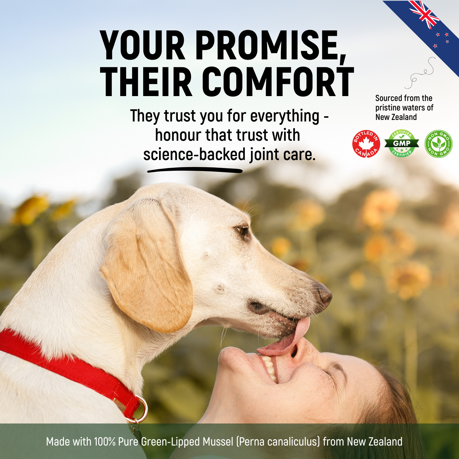 Moule à lèvres vertes pour chiens – Complément alimentaire 100 % pur de Nouvelle-Zélande pour les hanches et les articulations des chiens