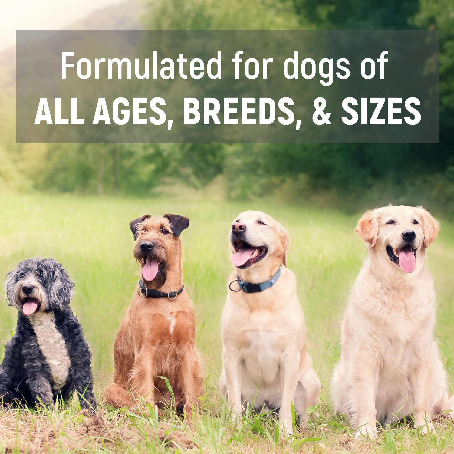 K9 Joint Powder (Glucosamine, Chondroitin, MSM, and Hyaluronic Acid)