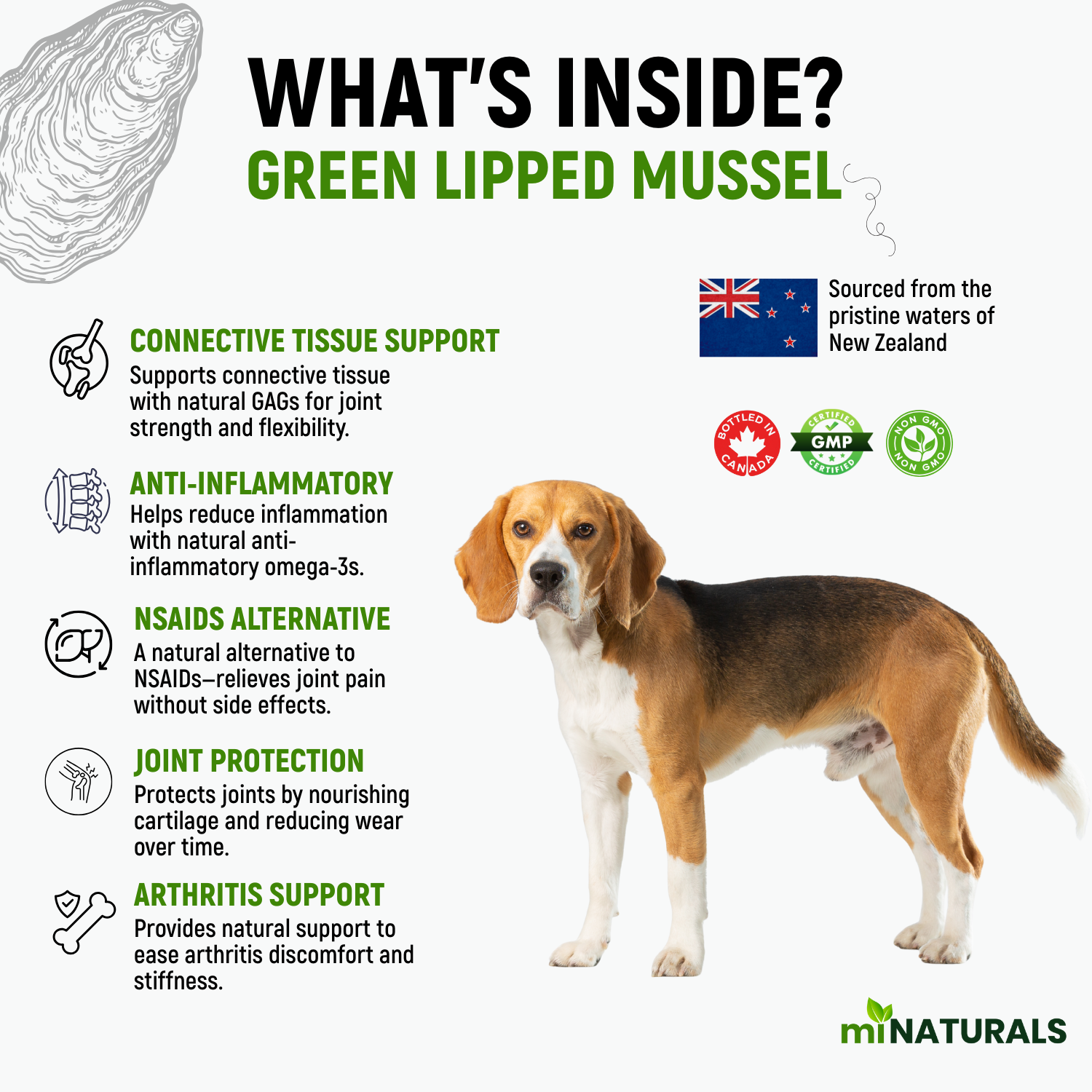 Moule à lèvres vertes pour chiens – Complément alimentaire 100 % pur de Nouvelle-Zélande pour les hanches et les articulations des chiens