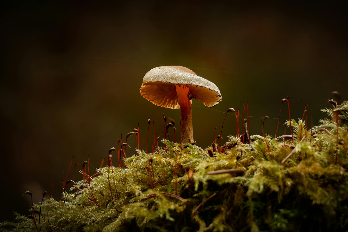 Why Every Canadian Woman Over 40 Needs a Mushroom Complex in Her Routine