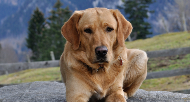 When Is Your Dog Considered a Senior?