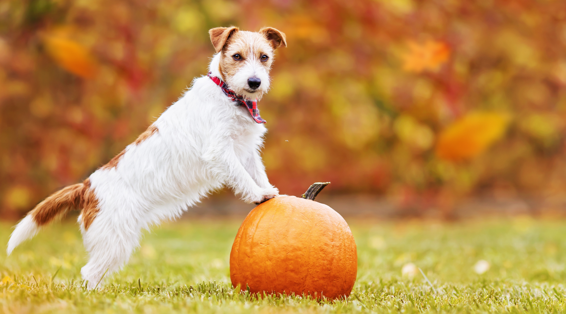 Pumpkin Powder for Dogs