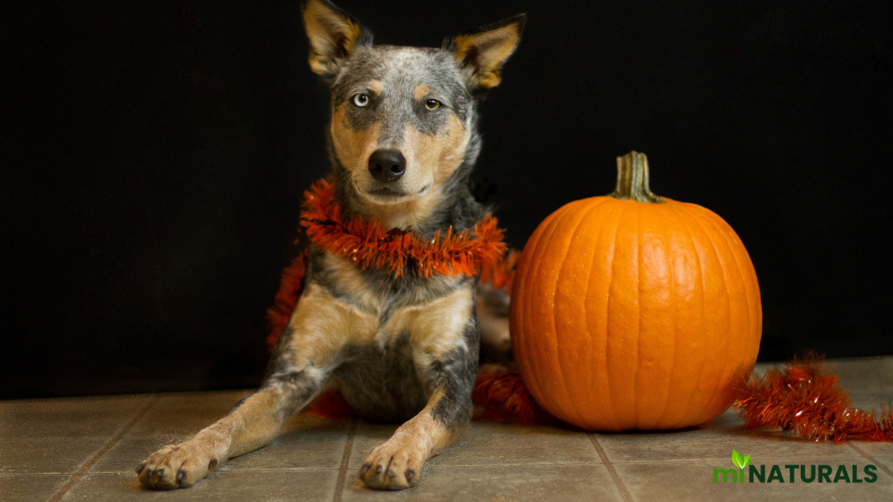 organic pumpkin powder for dogs