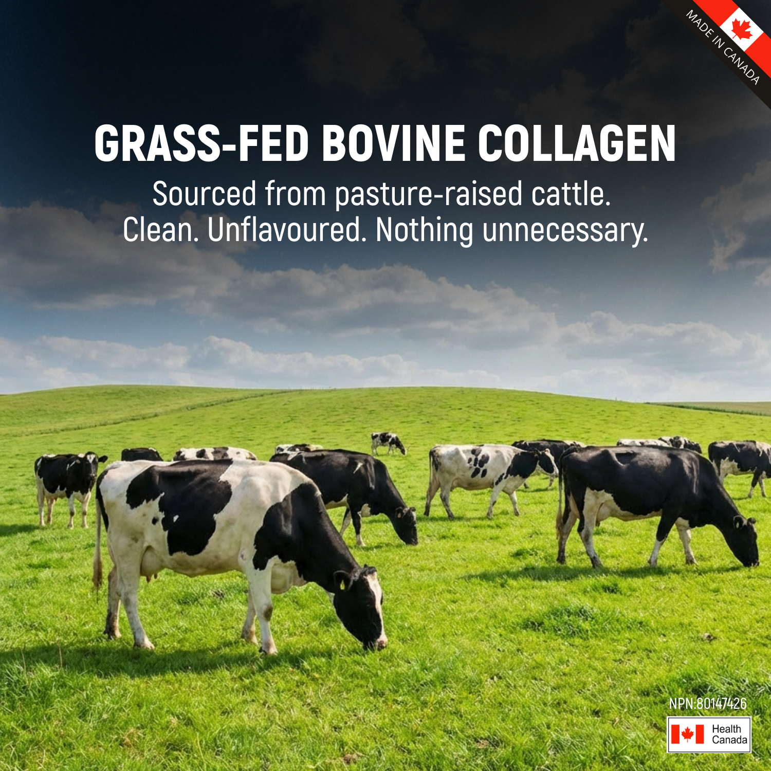 Grass-Fed Hydrolized Collagen Peptide Powder