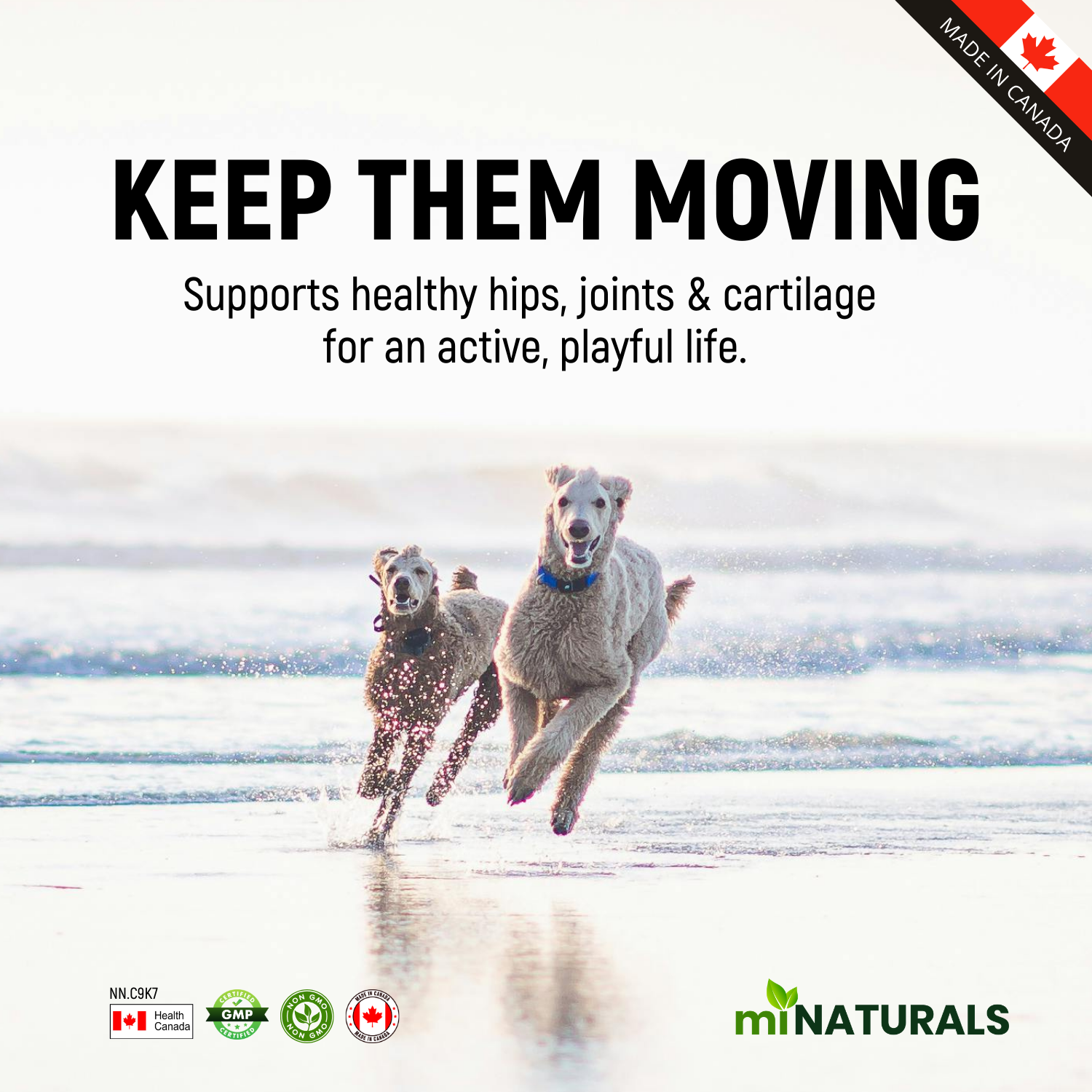 Poudre de peptides de collagène hydrolysé K9 provenant de chiens nourris à l'herbe