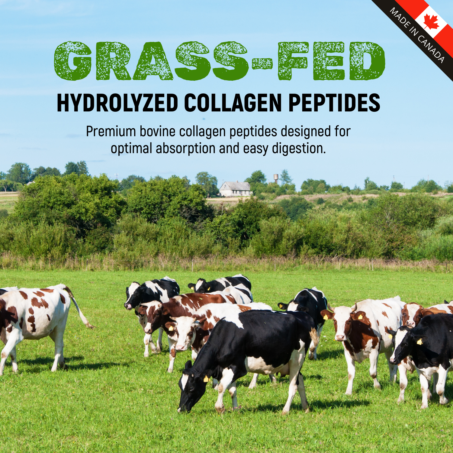 Poudre de peptides de collagène hydrolysé K9 provenant de chiens nourris à l'herbe