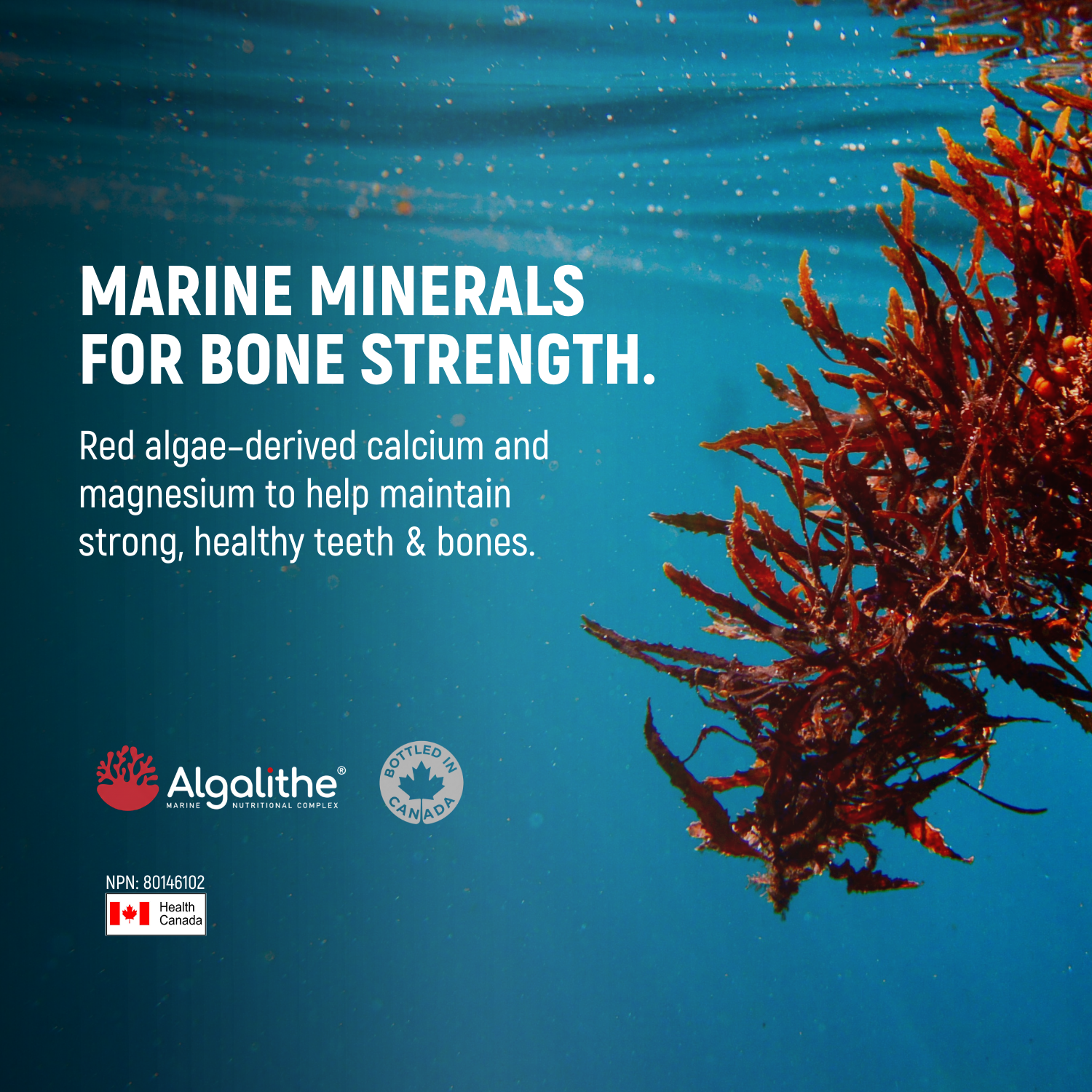 Ultra Premium AlgaeBone+ with Vitamin D3 + K2