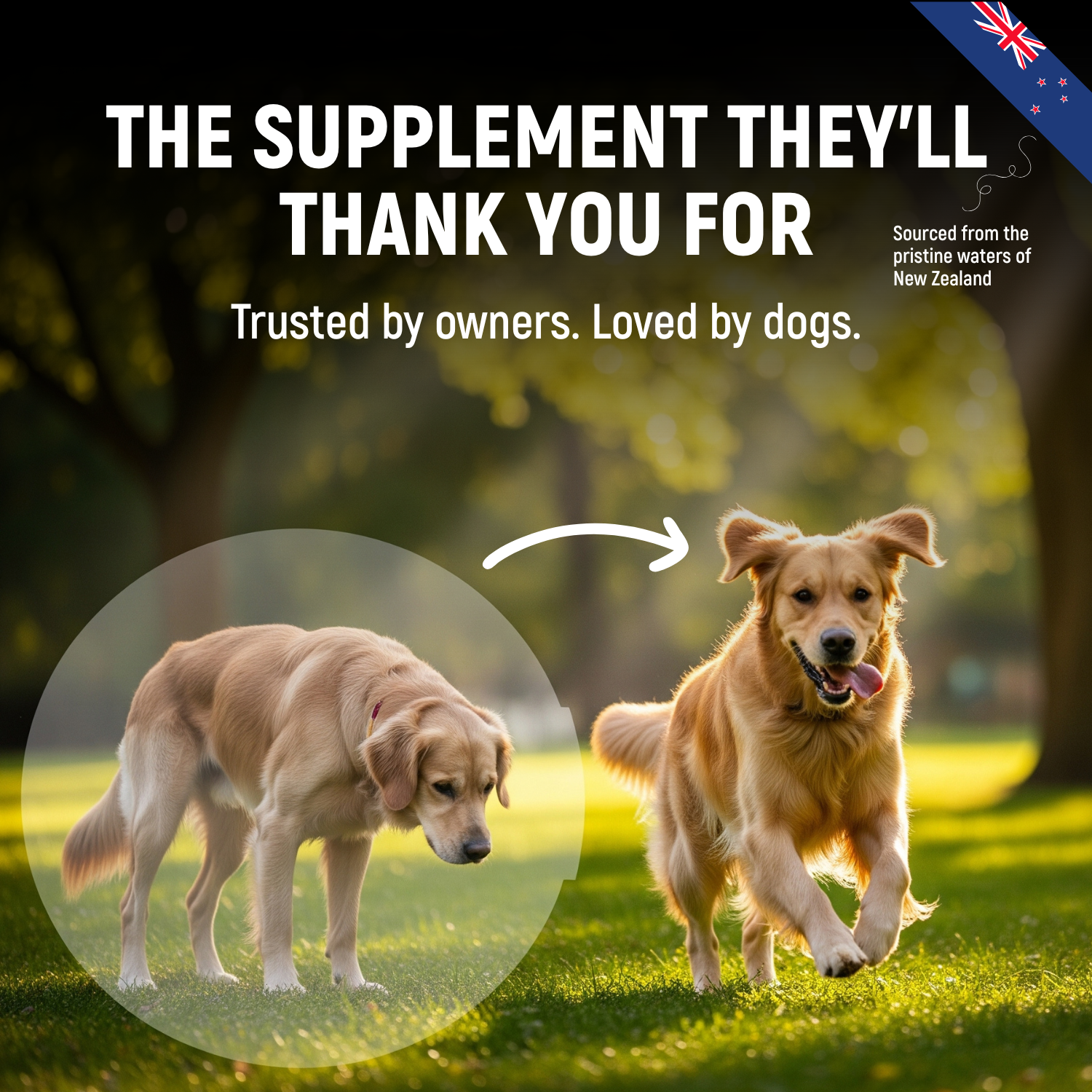 Moule à lèvres vertes pour chiens – Complément alimentaire 100 % pur de Nouvelle-Zélande pour les hanches et les articulations des chiens